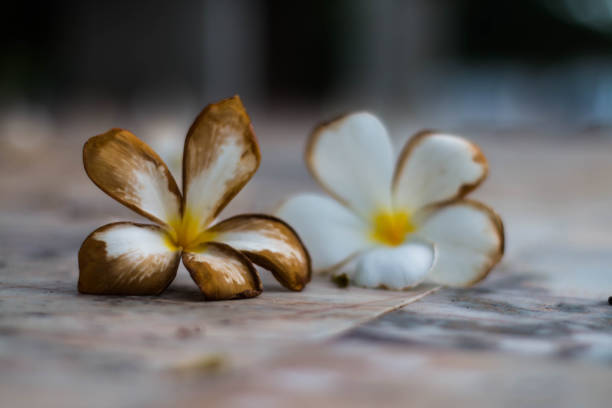 istock Close-Up Of Frangipani On Flower 768051609