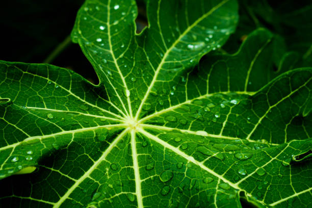 istock Close-Up Of Water Drops On Leaf 768074247