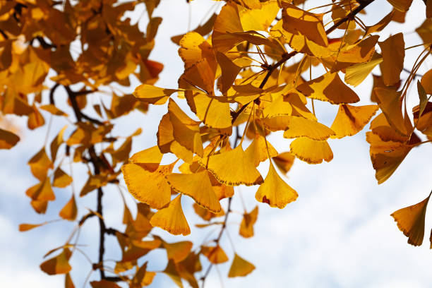 istock Close-Up Of Yellow Tree Against Sky 768075373