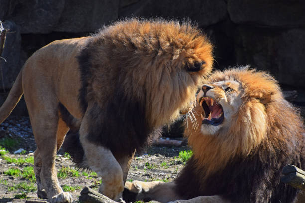 istock Close-Up Of Lions 769786327