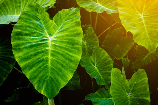 istock Close-Up Of Leaves 769884689