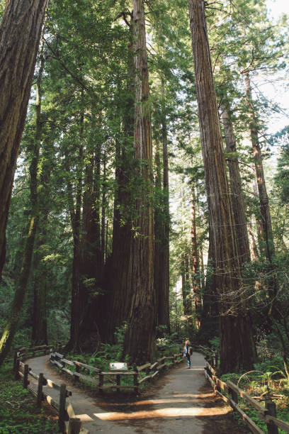 istock Woman Standing Amidst Trees At Forest 771539565