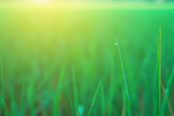 istock Close-Up Of Water Drops On Grass 771572679
