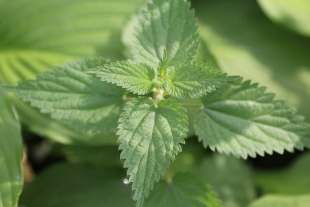 istock Close-Up Of Fresh Green Plant 771583945