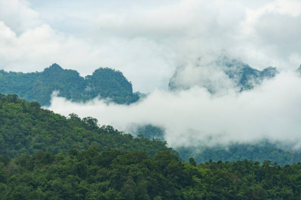 istock Scenic View Of Trees In Forest Against Sky 771584397