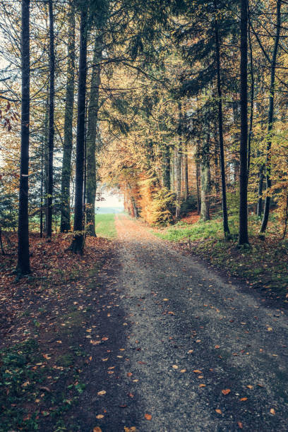 istock Road Amidst Trees In Forest During Autumn 771600303