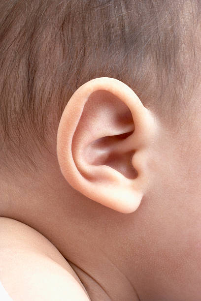 uma orelha de bebé - young ears imagens e fotografias de stock