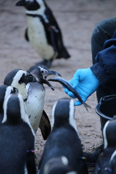 istock Cropped Image Of Hand Feeding Fish To Penguin 773120891