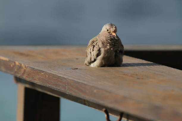 istock Close-Up Of Bird Perching On Wood 773121099