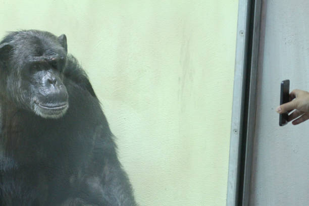 imagen recortada de una mano fotografiando chimpancé a través de un teléfono móvil - telephone chimpanzee monkey on the phone fotografías e imágenes de stock