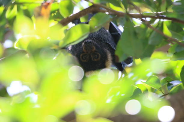 istock Close-Up Portrait Of Animal On Tree 773123503