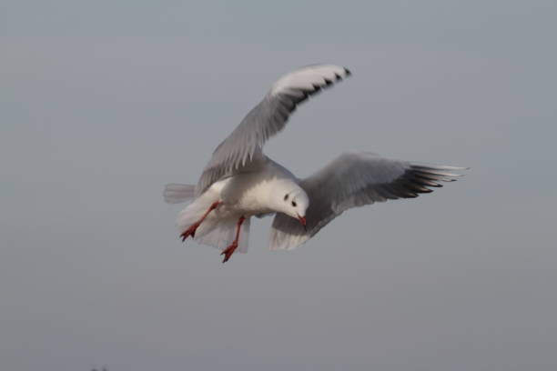 istock Low Angle View Of Seagull Flying Against Clear Sky 773125003