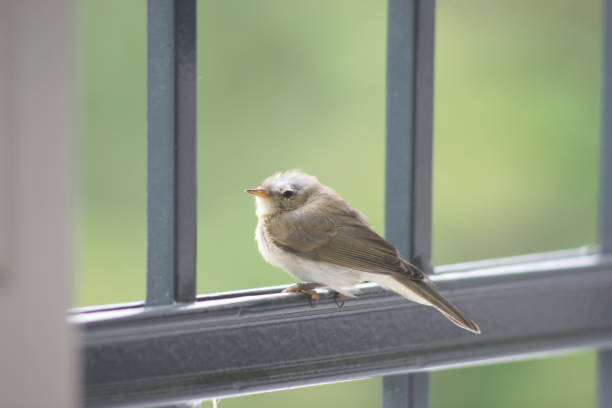 istock Close-Up Of Bird Perching On Window 773125015