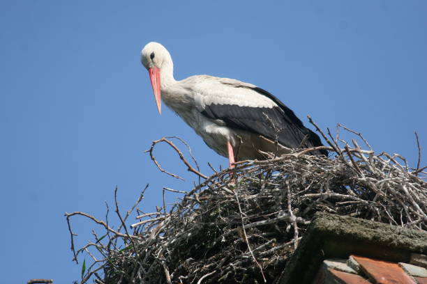 istock Low Angle View Of Bird Perching Against Clear Blue Sky 773125419