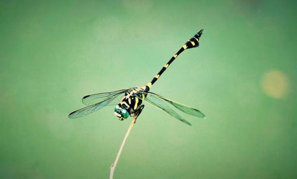 istock Close-Up Of Damselfly On Leaf 773125597
