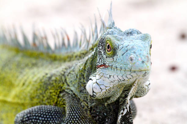 istock Close-Up Of Iguana 773125979