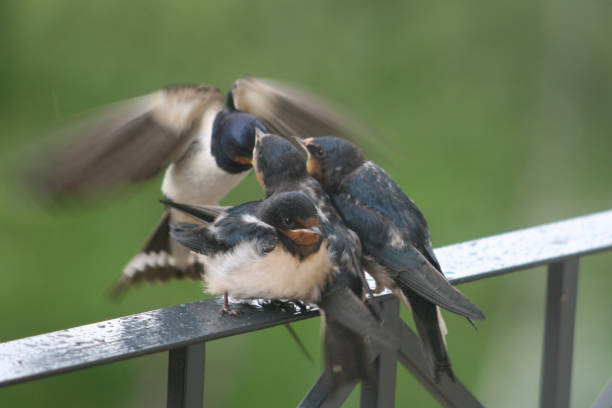 istock Close-Up Of Birds Perching On Railing 773126077
