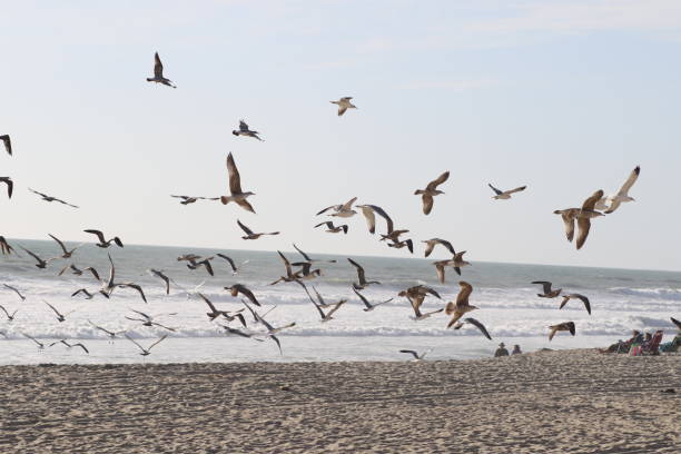 istock Seagulls Flying Over Beach Against Sky 773126175