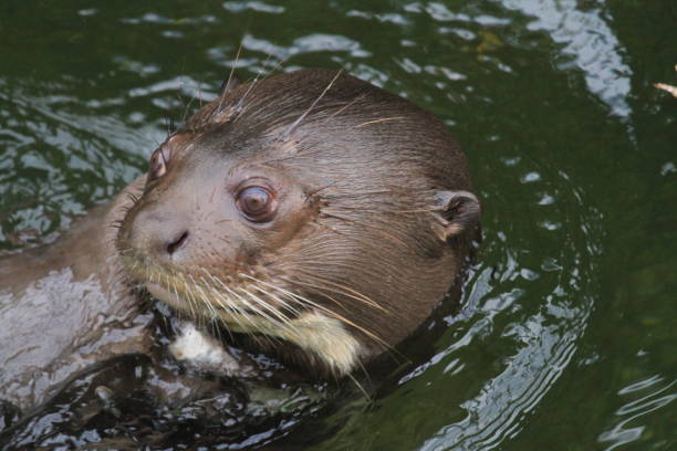 istock High Angle View Of Otter Swimming In Lake 773126729