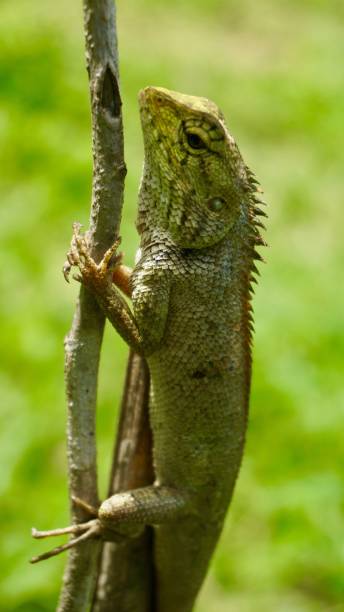 istock Close-Up Of Chameleon On Branch 773127551