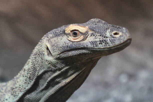 istock Close-Up Of Iguana 773130623