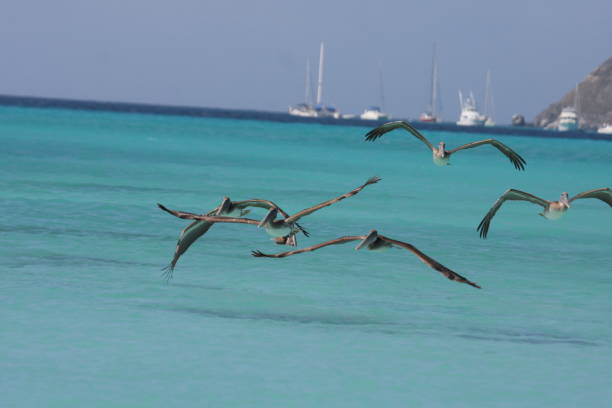 istock Birds Flying Over Sea Against Clear Sky 773130647
