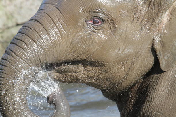 istock Close-Up Of Elephant Splashing Water 773131167