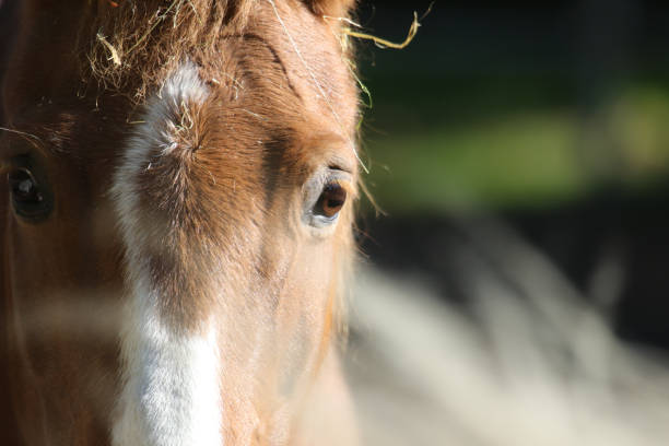 istock Close-Up Of Horse 773131415