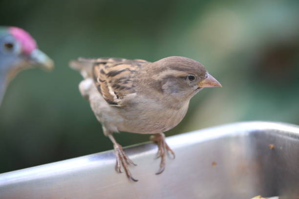 istock Close-Up Of Bird Perching On Feeder 773131435