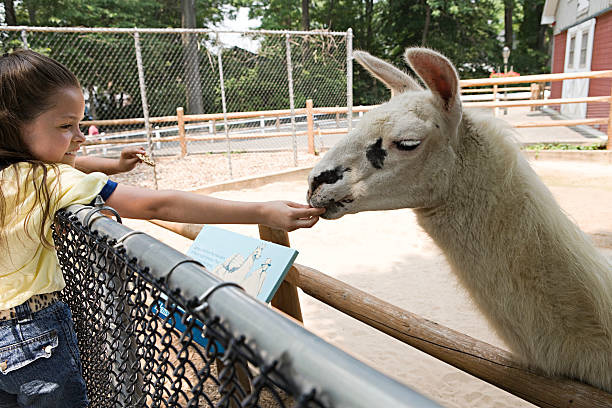 garota alimentação uma lhama - zoo child llama animal - fotografias e filmes do acervo