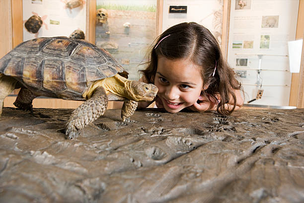 dziewczyna patrząc na tortoise - discovery elementary school field trip zoo zdjęcia i obrazy z banku zdjęć