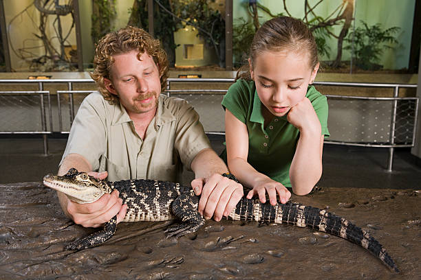 dziewczyna patrząc na dziecko alligator - discovery elementary school field trip zoo zdjęcia i obrazy z banku zdjęć