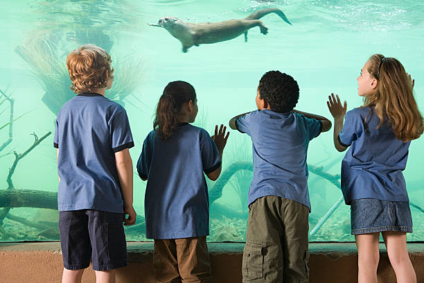 dzieci patrząc na wydra pływanie - discovery elementary school field trip zoo zdjęcia i obrazy z banku zdjęć