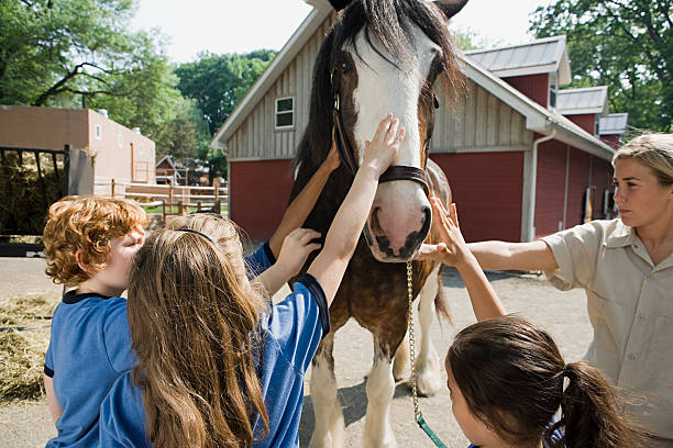 dzieci głaskać horse - discovery elementary school field trip zoo zdjęcia i obrazy z banku zdjęć