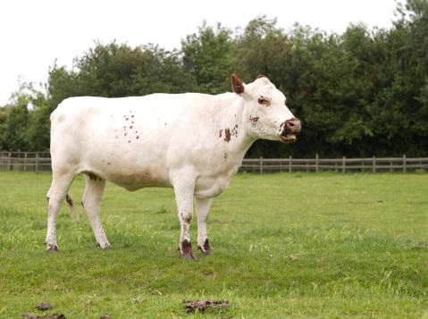 white faced newborn calf in meadow with cows in the background on spring day in the netherlands