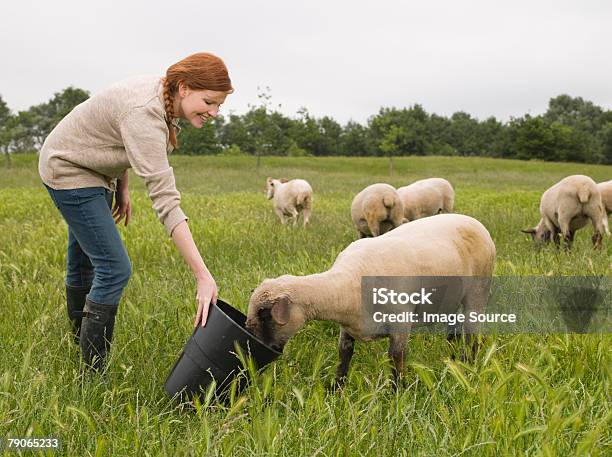 の農家フィーディング羊 - ヒツジのストックフォトや画像を多数ご用意 - ヒツジ, 食べさせる, 女性