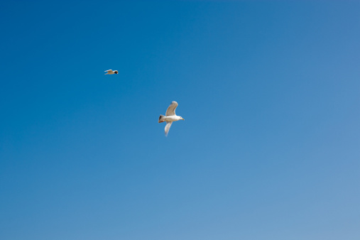 Pattern - flying seagulls on the blue sky