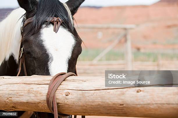 Koń W Rancho - zdjęcia stockowe i więcej obrazów Ameryka Północna - Ameryka Północna, Balustrada - Granica, Bez ludzi