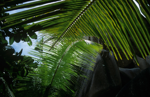 Palm leaves in evening sunlight on a tropical Island.