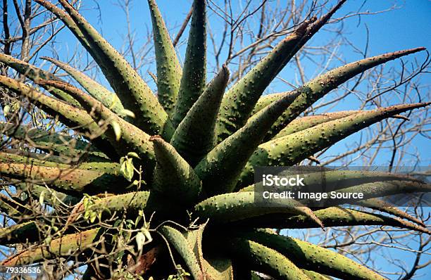 Objeto Pontudo De - Fotografias de stock e mais imagens de Ao Ar Livre - Ao Ar Livre, Beleza natural, Dia