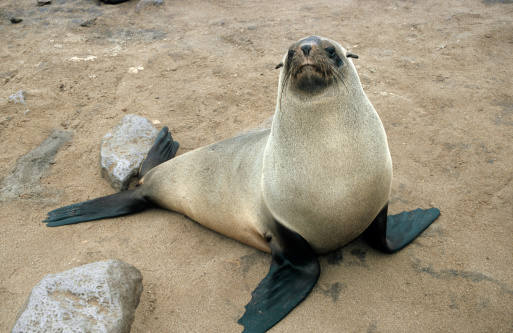 Black seal pup basking on the sand looking at camera isolated against sand