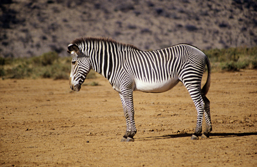 Zebra at a waterpool in Namibia in Etosha Heights.