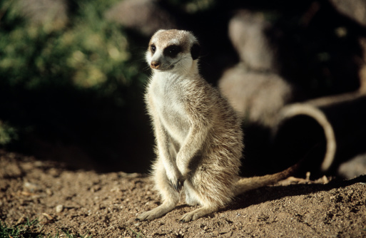 Suricate or meerkat (Suricata suricatta) standing on guard, Kalahari, South Africa