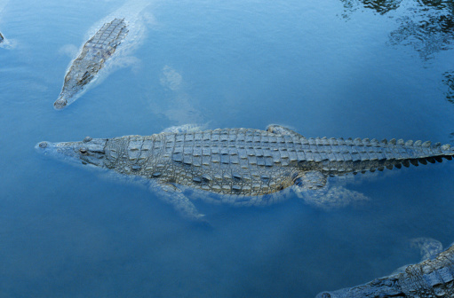 Close up of a Mara crocodile basking in the sun by the Mara river, Kenya