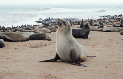 Group of sea lion and baby in La Jolla, San Diego