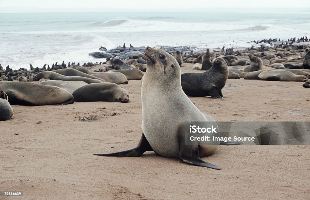 Colônia de focas - Foto de stock de Abundância royalty-free