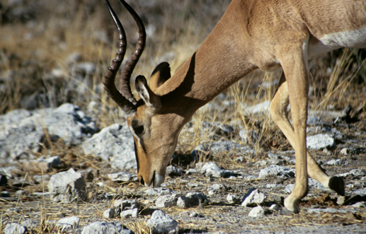 Mule Deer Buck after shedding one antler.