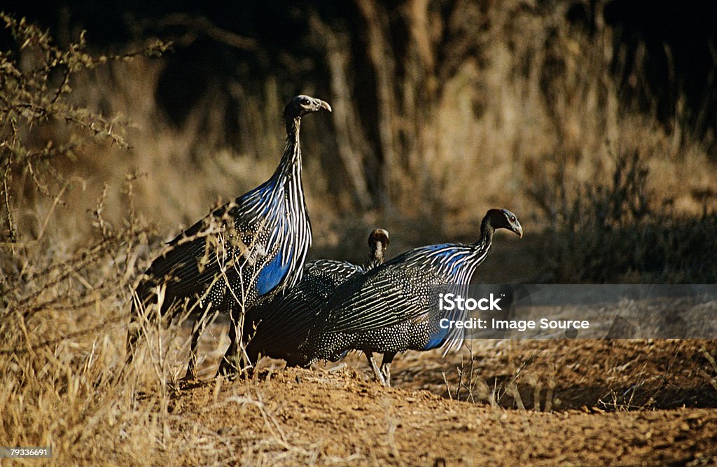 Guineafowl - 로열티 프리 뿔닭 스톡 사진