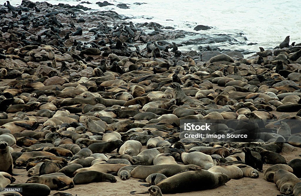 Colonia de focas - Foto de stock de Mar libre de derechos