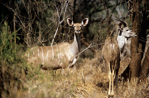 Young mule deer in the forest. Taken in Bryce Canyon National Park, Utah, United States.